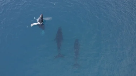 Rare shot of a full Humpback whale breach in overhead aerial drone shot, Hawaii Stock Footage