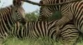 Rare shot of Zebras Mating in the Wild GFHD HD Footage