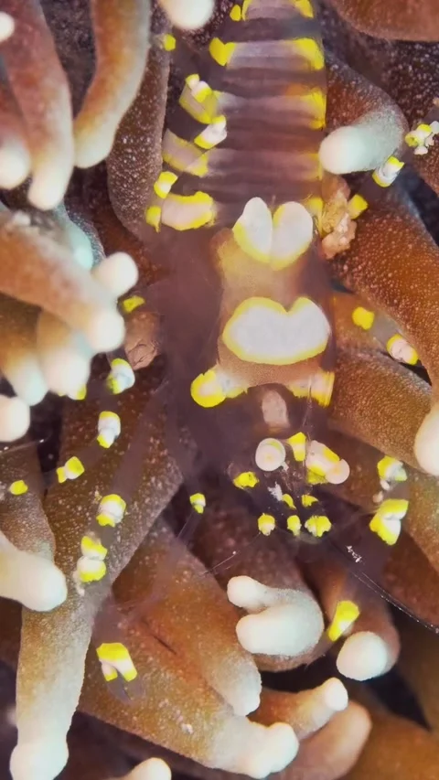 Rare shrimp Looks Like a Space Alien, Miyakojima/Okinawa/Japan - 06 Jul 2024 Stock Footage 286268490