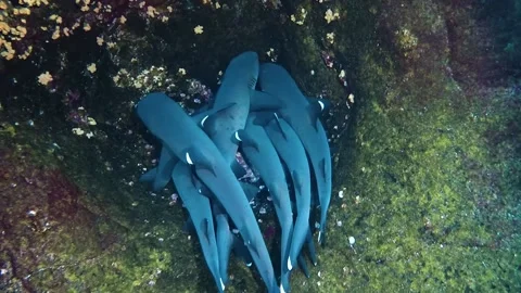 Rare Sight of Reef Sharks Resting, Roca Partida, Mexico - 04 Jun 2019 Video stock 205217974