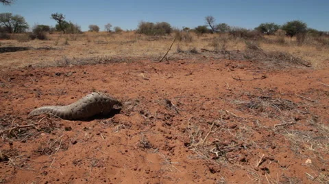 Rare sighting of a pangolin walking in t... | Stock Video | Pond5
