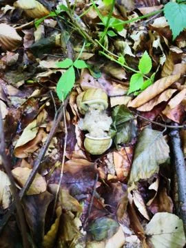 Rare snail Stock Photos