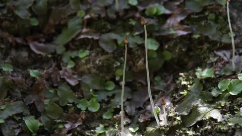 Rare snakeskin liverwort Stock Footage 154011887