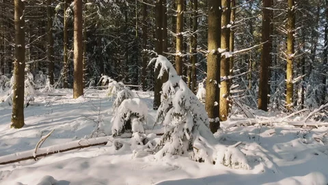 Rare snow landscape at Pine tree forest with snow on the branches Stock Footage 219412989