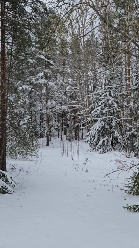 Rare snowflakes falling in the forest Stock Footage 297500774