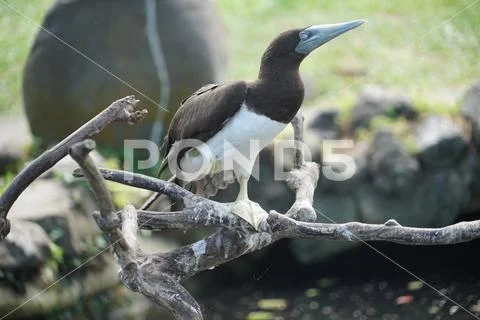 Rare species of birds in Bali. Wild nature. Stock Photos