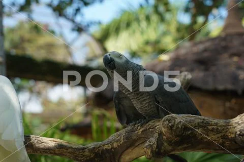Rare species of birds in Bali. Wild nature. Stock Photos
