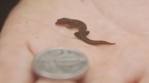 Rare species of lizard 2 스톡 동영상 127479370