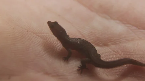 Rare species of lizard Stock Footage 127486865