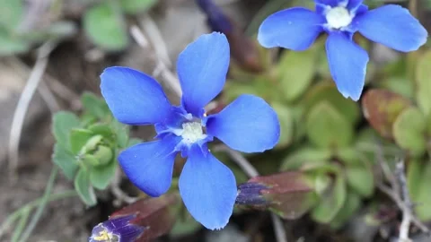 Rare Spring Gentian (Gentiana verna) flowers, Teesdale, UK Video stock 308008053