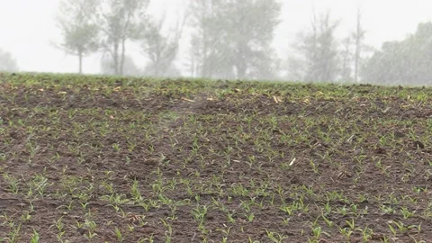Rare spring snow storm over farm country Stock-Footage 154864461