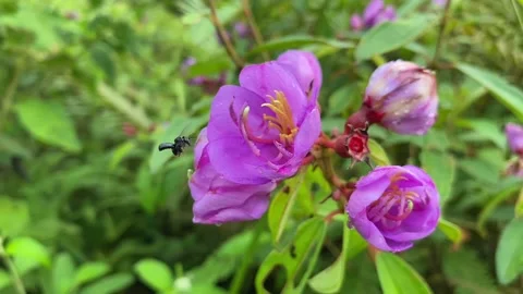 Rare Stingless Bee Collecting Nectar from Flower, Real Footage 스톡 동영상 219242017