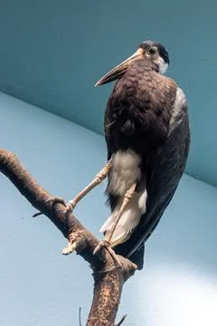 Rare Storm's stork with red bill and yellow eye skin eats fish and frogs. Pho Stock Photos