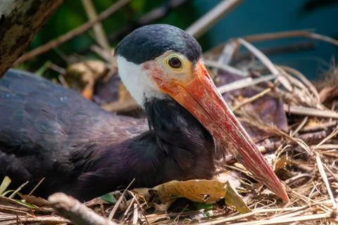 Rare Storm's stork with red bill and yellow eye skin eats fish and frogs. Pho Stock Photos