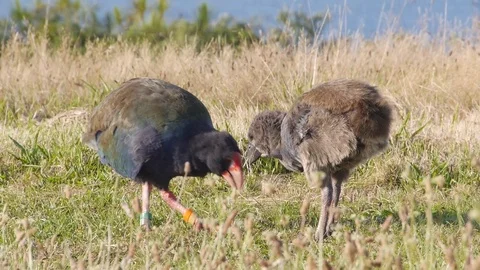 Rare Takehe bird and chick 動画素材 81846166