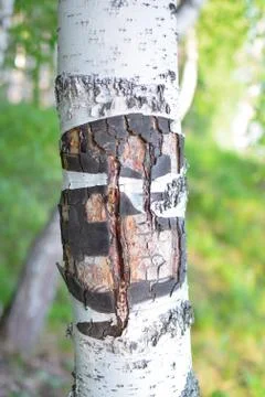 Rare texture of birch bark in forest at summer Stock Photos