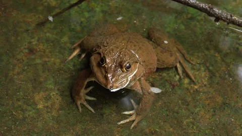 Rare Thai Frog Resting in a Shallow Forest Pool Видео 337694436