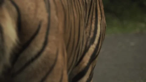 Rare tiger walking slowly towards camera, potential prey Stock Footage 246512508