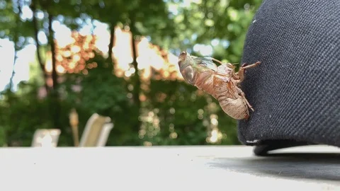 Rare time-lapse of a Cicada bug molting. Stock Footage 115784921