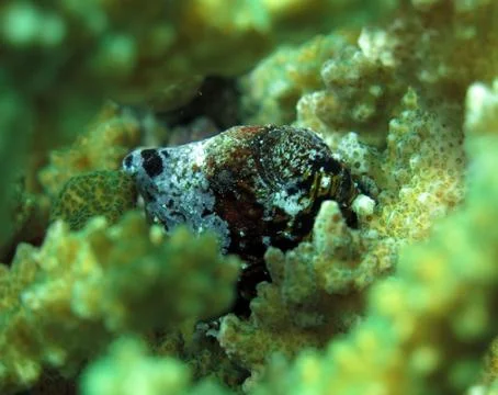 Rare tiny frogfish hiding in coral Stock Photos