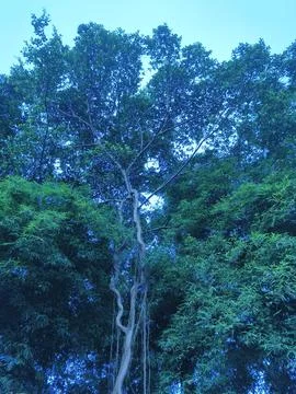 Rare tree Stock-Fotos