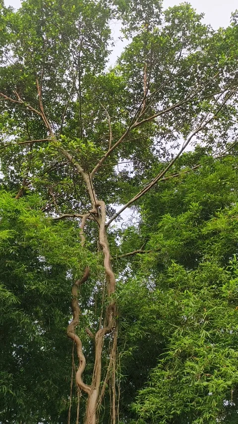 Rare tree video Video stock 246965390