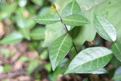 Rare Tropical Leaf Stock Photos