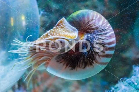 Rare tropical marine life portrait of a nautilus cephalopod a living ...