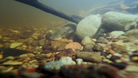 Rare underwater footage Close-up of Spawning River lamprey. European nature. Stock Footage 269770793