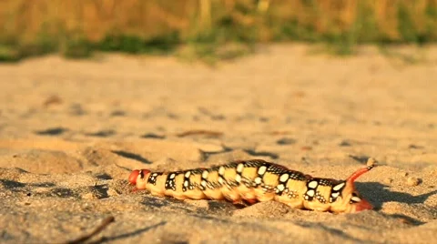 Rare unique caterpillar Stock Footage