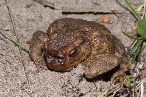 A rare view on a common toad, Bufo bufo , infected with maggots of the toad fly Stock Photos