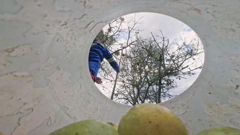 Rare View of Harvester Picking Oranges. 動画素材 329528915