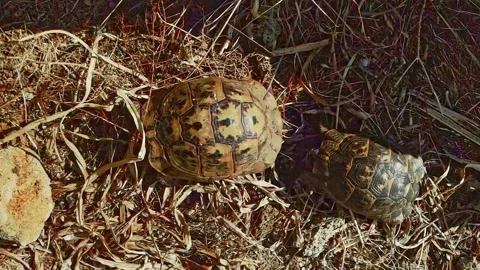 Rare View of Turtle Courtship Ritual, Wildlife Reproductive Behavior Stock Footage 316060899
