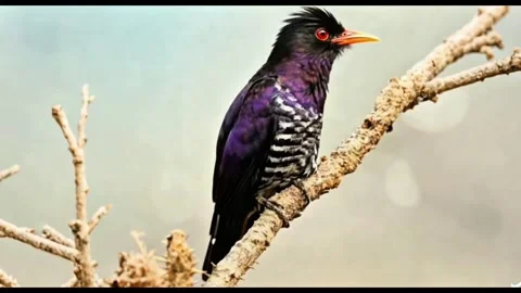 Rare Violet Cuckoo Bird Perched on a Dry Tree Branch Stock Footage 332653722