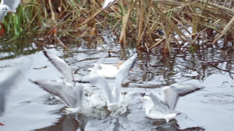 Rare white duck Video stock 148328548