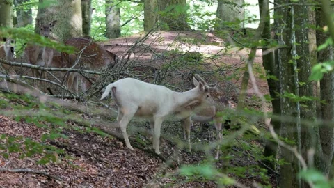 Rare white fallow deer grooming another in green forest 動画素材 337736280
