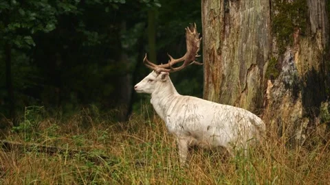 Rare White Fallow Deer Stag – 4K Wildlife 動画素材 320935951