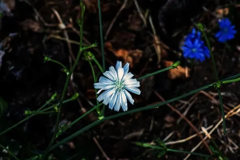 Rare White-Flowered Common Chicory in Botanical Garden Stock Photos