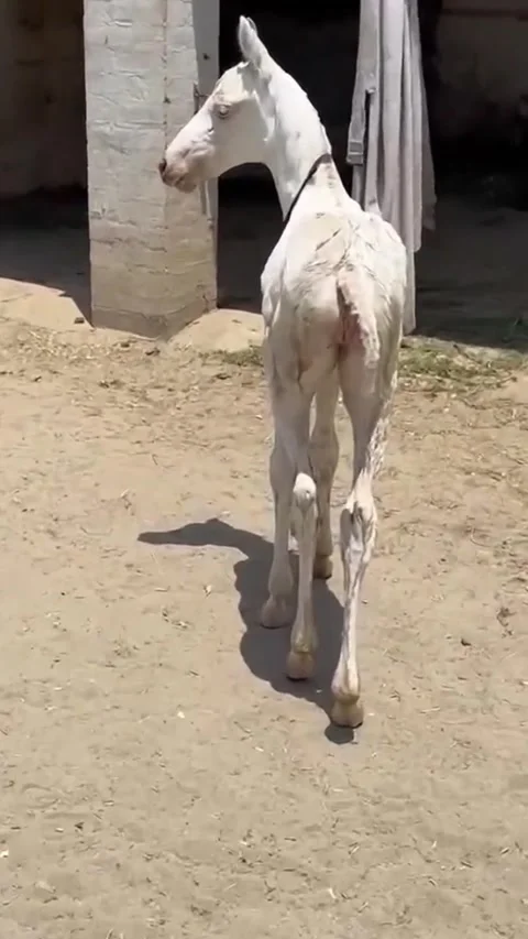 Rare White Foal Walking in Stable Yard Vídeos de archivo 333345100