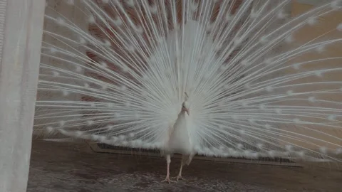 Rare white peacock displaying beautiful opened tail train before a female peahen Stock Footage 337550894