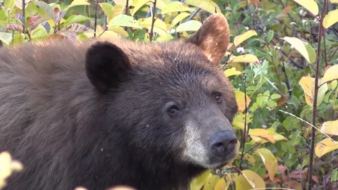 Rare Wild Cinnamon Black Bear up Close Stock Footage 85769986