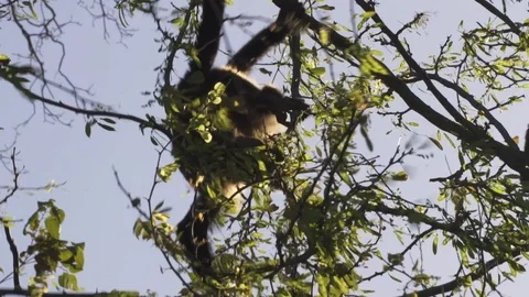 Rare wild Howler monkey climbing branches Stock Footage 103223967