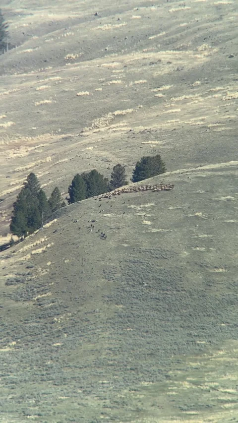 Rare Wolf Pack Hunts Elk in Yellowstone, Yellowstone National Park, Wyoming, USA Stock Footage 320316825