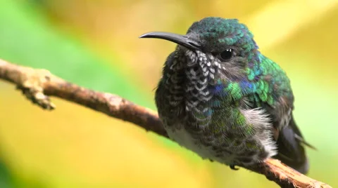 Rarely-seen White-necked Jacobin Female Takeoff 스톡 동영상 45713532