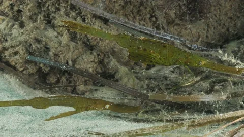 Rarely sighted sea creatures mimic the seagrass for camouflage as defence Stock Footage 231460114