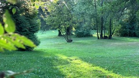 Rark Stock Footage 136604827