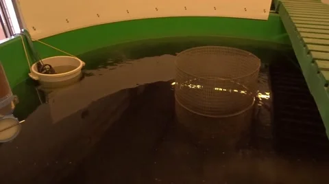 RAS, fingerlings. Video stock 64661801