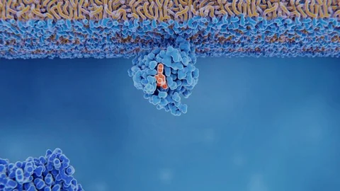 Ras protein activation, animation | Stock Video | Pond5