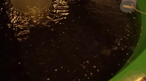 RAS, trout fingerlings. Video stock 64661810