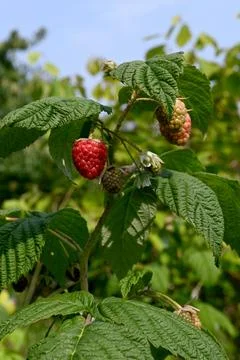 Rasberries Foto stock